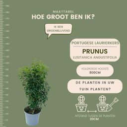 Plants by frank 25 grote Portugese Laurierkers planten voor 10 strekkende meter haag | ↨ 80-100 cm in 12 liter pot (8721001420926)