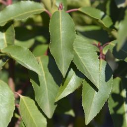 Plants by frank 25 grote Portugese Laurierkers planten voor 10 strekkende meter haag | ↨ 80-100 cm in 12 liter pot (8721001420926)