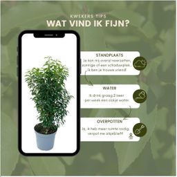 Plants by frank 25 grote Portugese Laurierkers planten voor 10 strekkende meter haag | ↨ 80-100 cm in 12 liter pot (8721001420926)