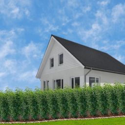 Plants by frank 25 grote Portugese Laurierkers planten voor 10 strekkende meter haag | ↨ 80-100 cm in 12 liter pot (8721001420926)