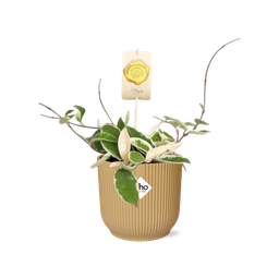 Hoya Carn.’Krimson Queen’ in ELHO Vibes Fold 14cm geel (21786)