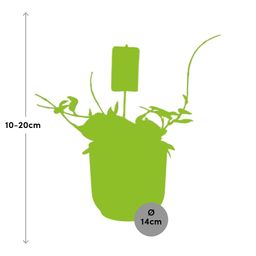 Hoya Carn.’Krimson Queen’ in ELHO Vibes Fold 14cm geel (21786)