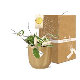 Hoya Carn.’Krimson Queen’ in ELHO Vibes Fold 14cm geel (21786)