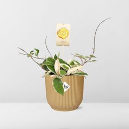 Hoya Carn.’Krimson Queen’ in ELHO Vibes Fold 14cm geel (21786)