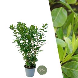 Plants by frank Grote Laurierkers Planten Novita voor 10 strekkende meter haag | - 12L - 25 x | ↨ 100-125 cm (8721001420827)