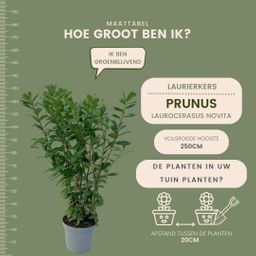 Plants by frank Grote Laurierkers Planten Novita voor 10 strekkende meter haag | - 12L - 25 x | ↨ 100-125 cm (8721001420827)