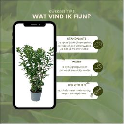 Plants by frank Grote Laurierkers Planten Novita voor 10 strekkende meter haag | - 12L - 25 x | ↨ 100-125 cm (8721001420827)