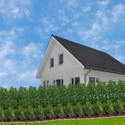 Plants by frank Grote Laurierkers Planten Novita voor 10 strekkende meter haag | - 12L - 25 x | ↨ 100-125 cm (8721001420827)