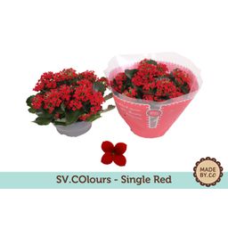 Kalanchoe Single Red (25264)