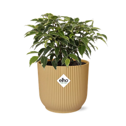 Ficus Benjamina Kinky in ELHO Vibes Fold 14cm geel (21790)