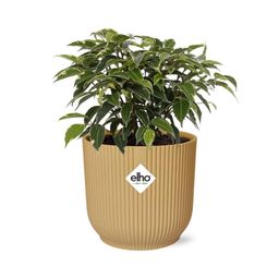 Ficus Benjamina Kinky in ELHO Vibes Fold 14cm geel (21790)