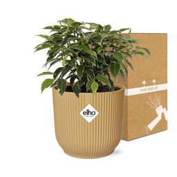 Ficus Benjamina Kinky in ELHO Vibes Fold 14cm geel (21790)