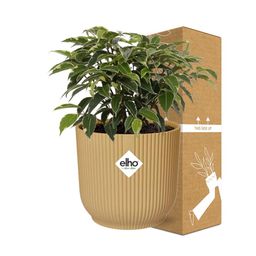 Ficus Benjamina Kinky in ELHO Vibes Fold 14cm geel (21790)