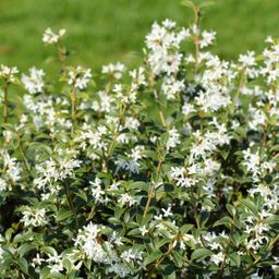 Plants by frank 25 grote Schijnhulst planten voor 10 strekkende meter haag | ↨ 100-125 cm in 12 liter pot (8721001420988)