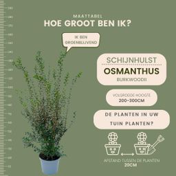 Plants by frank 25 grote Schijnhulst planten voor 10 strekkende meter haag | ↨ 100-125 cm in 12 liter pot (8721001420988)