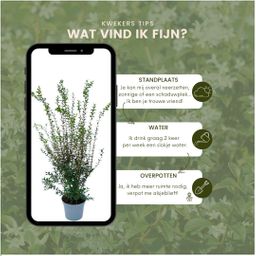 Plants by frank 25 grote Schijnhulst planten voor 10 strekkende meter haag | ↨ 100-125 cm in 12 liter pot (8721001420988)