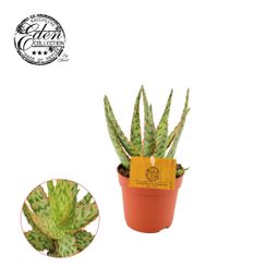 Aloe Hybride (30298)