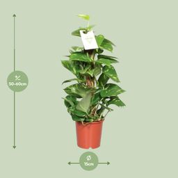 Epipremnum Aureum (8720634287654)