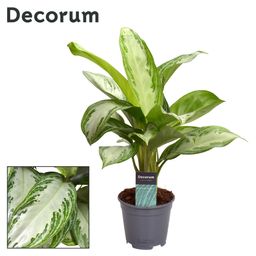 Aglaonema Silver Bay (Decorum) (22329)