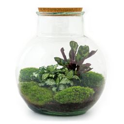 DIY Planten terrarium (met licht) - Teddy - Ø 25 cm ↑ 26,5 cm - Rake + Shovel (8720726958387)
