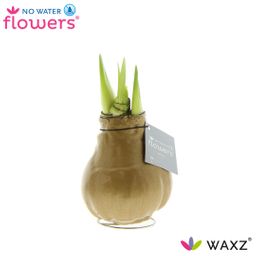 No Water Flowers Waxz® Metallic Gold (22994)