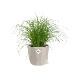 Cyperus Alternifolius Zumula Zonder Etiket in ELHO b.for rock 14 cm warm grey (21604)