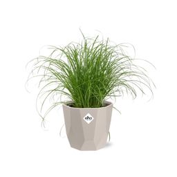 Cyperus Alternifolius Zumula Zonder Etiket in ELHO b.for rock 14 cm warm grey (21604)