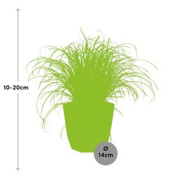 Cyperus Alternifolius Zumula Zonder Etiket in ELHO b.for rock 14 cm warm grey (21604)