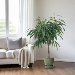 Ficus Mahori / Alii Gevlochten (25025)