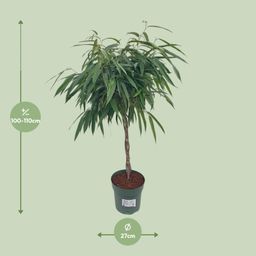 Ficus Mahori / Alii Gevlochten (25025)
