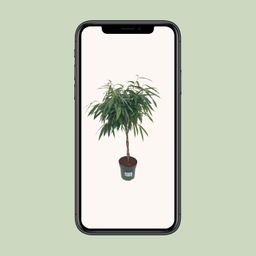 Ficus Mahori / Alii Gevlochten (25025)