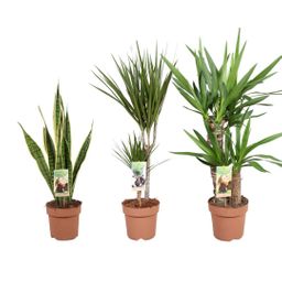 Sterke planten mix - 3 stuks - Ø17cm - ↕50/85cm (22674)