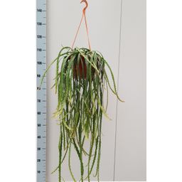 Lepismium Cruciforme (21820)