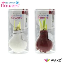 No Water Flowers Waxz Colorz in Koker - 2 stuks - Ø7 cm (26994)
