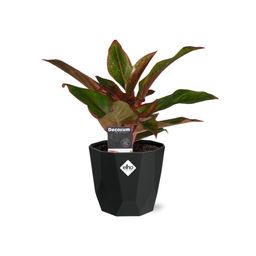 Aglaonema Crete in 14cm b.for rock living black (21660)