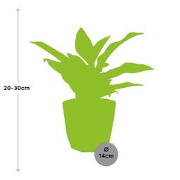 Aglaonema Crete in 14cm b.for rock living black (21660)