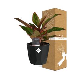 Aglaonema Crete in 14cm b.for rock living black (21660)