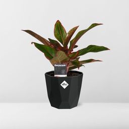 Aglaonema Crete in 14cm b.for rock living black (21660)