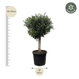 Olea Europaea Lorc - 180cm- Ø50 (8721055693888)