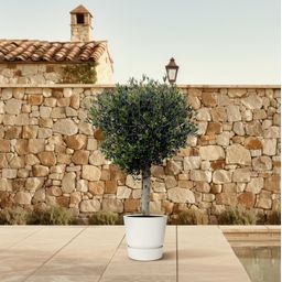 Olea Europaea Lorc - 180cm- Ø50 (8721055693888)
