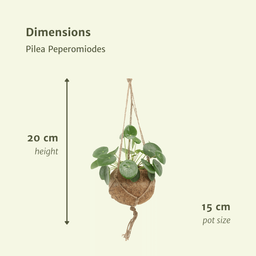 2x Kokodama Pilea Peperomiodes - Pannekoekenplant - 20cm - ø15 (10266)
