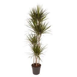 Dracaena Marginata - 180 cm - ø27 (8721055692607)