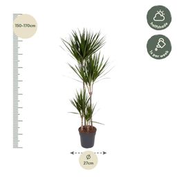 Dracaena Marginata - 180 cm - ø27 (8721055692607)