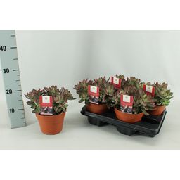 Echeveria Pulvinata Devotion15 Cm (22449)