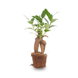 Ficus Ginseng bonsai - Microcarpa - Potmaat Ø 6 cm (8720872022413)