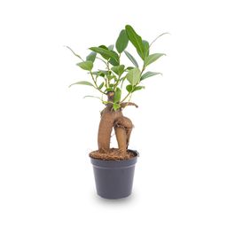 Ficus Ginseng bonsai - Microcarpa - Potmaat Ø 6 cm (8720872022413)