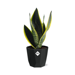 Sansevieria Futura Superba in 14cm b.for rock living black (21766)