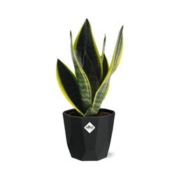 Sansevieria Futura Superba in 14cm b.for rock living black (21766)