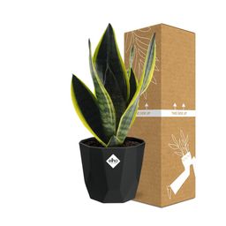Sansevieria Futura Superba in 14cm b.for rock living black (21766)