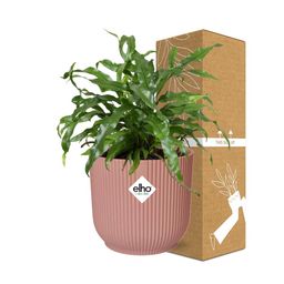 Microsorum Diversifolium in ELHO Vibes Fold 14cm roze (21803)